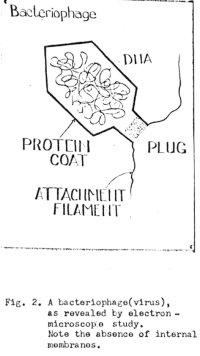 howell2.jpg (14937 bytes)